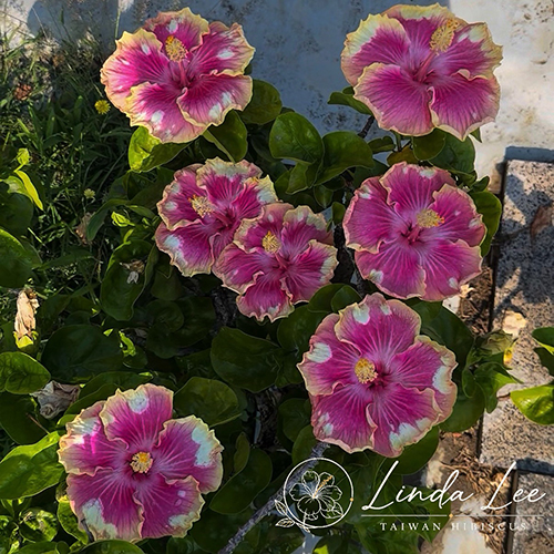 Taiwan Shattered Light Rose - Cutting